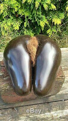 Vintage Antique Rare Original Coco De Mer Seychelles Double Nut Seed
