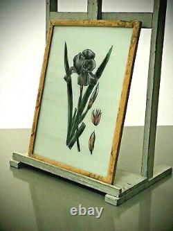 Vintage Indian Reverse Glass Painting. Black Iris In Authentic Art Deco Frame