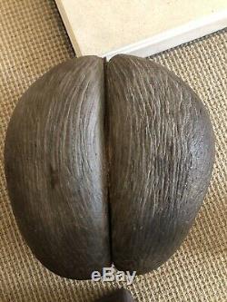 Anciennes Rare Originale Coco De Mer Nut Seed