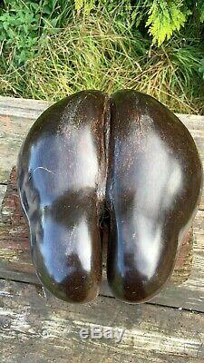 Anciennes Rare Originale Coco De Mer Seychelles Double Nut Seed
